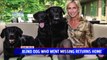 Blind Dog Found Safe Days After It Went Missing
