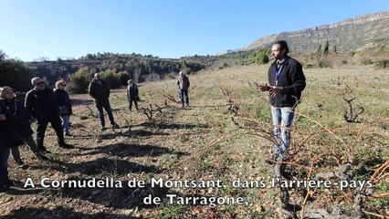 "Rouge, jaune, blues" en Catalogne: à Cornudella de Montsant, le vin saveur catalane