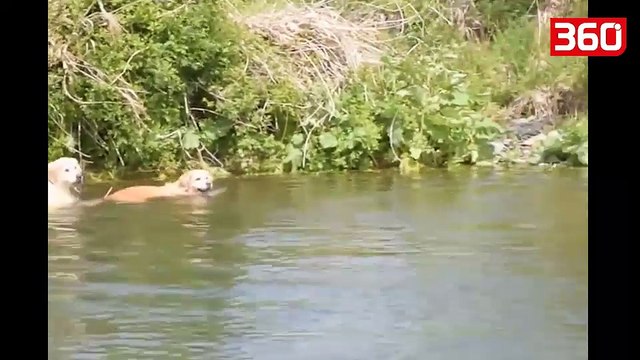 Rosa lufton me tre qen, shikoni kush fiton (360video)