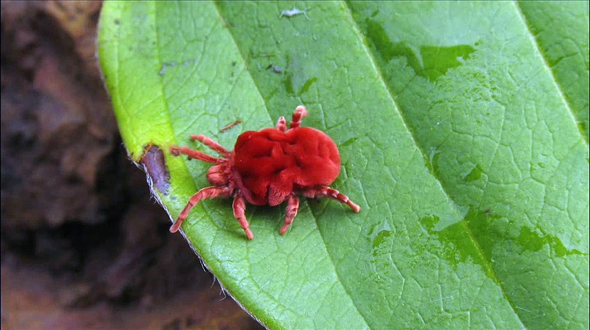 How to Avoid Chiggers and Treat Chigger Bites