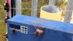 Une araignée mise à mal par une guêpe... Combat d'insectes terrifiants