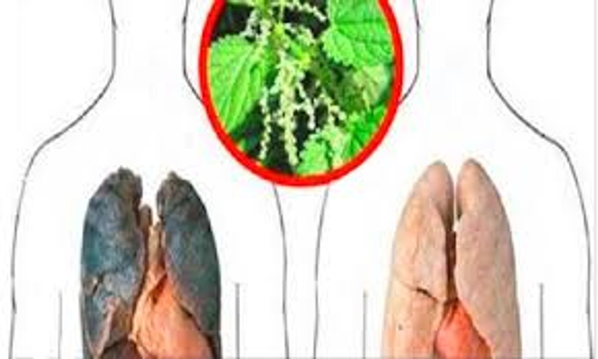 This infusion helps you detoxify your lungs as well as eliminate the cold and the flu
