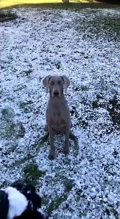 snow balle athena découvre pour la première foi...