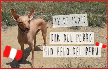 Dia del Perro sin pelo del Peru