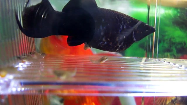 Son poisson Black Molly met bat et donne naissance à plein de petits poissons adorables dans son aquarium