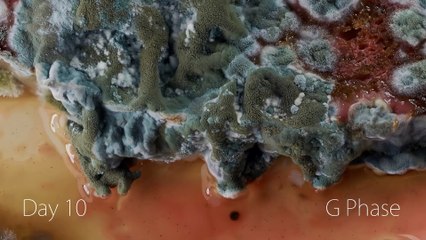 Moisissures sur une tranche de pain (Timelapse)