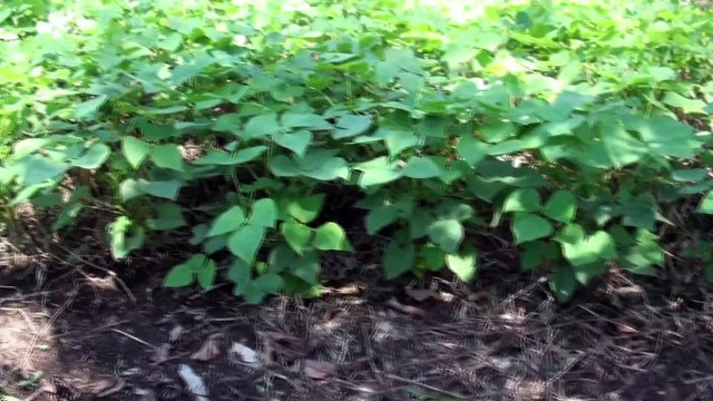 Tomas de carreteras no afectaran producción de granos básicos