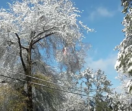 Tree Catches Fire After Touching Electrical Wire in Milton, Georgia
