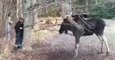 Man Rescues Moose Trapped by Tree Swing in Small Swedish Town