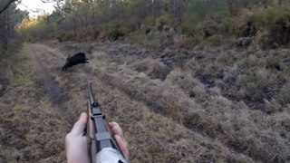 sélection des meilleurs moments de la chasse au sanglier 2017