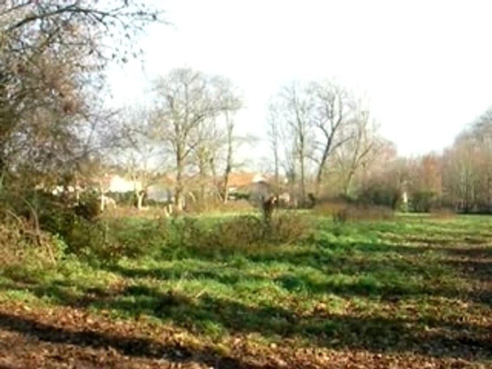 Nenuphare en liberté