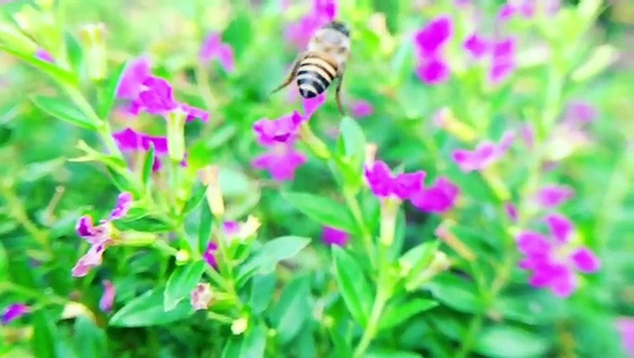 bees pollination