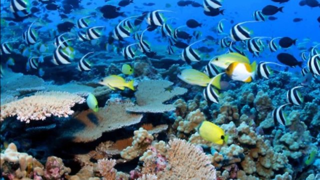 Bali Honeymoon Package by D Asia Travels