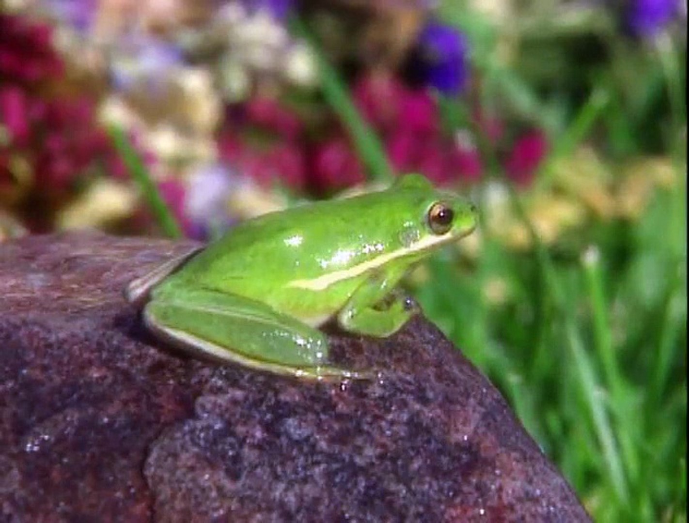 baby einstein frog