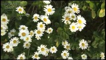 菅原一秀 海のそばに咲く白い花