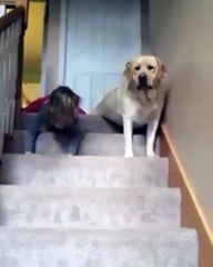 Phòng khám đa khoa Đại Đông - Funny dogs #3