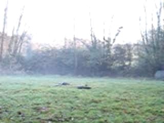 Polen barre au sol trot