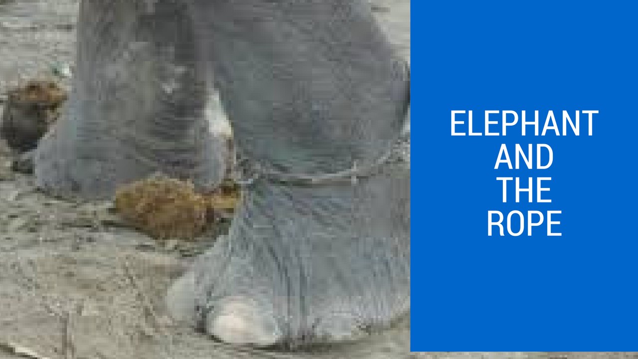 Elephant And A Rope | Motivational Story |