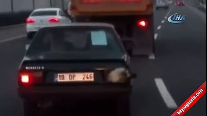 Stop lambası yerine köpek kafası