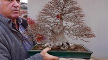 When to repot and prune roots of a Bonsai, Luis Vallejo-5O6sD4KMurU
