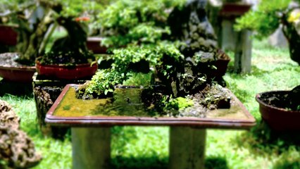 A Day In The Life of Bonsai Iligan  - Time lapse-WkBTxie6l0E
