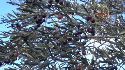 Çanakkale Kazdağları'nın Eteklerinde Zeytin Bereketi