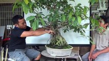 A Day in the Life of Bonsai Iligan - Another Broad Leaf Ficus-Iec9-pfUtGk