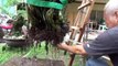 A Day in the life of Bonsai Iligan - Bare Rooting a Large Pemphis Acidula-iLpJd1K9yjo