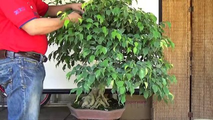 A Day in the Life of Bonsai Iligan - Benjamina Pruning and Update-SjgG0AAkILY