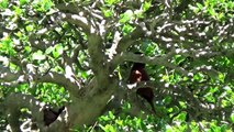 A Day in the Life of Bonsai Iligan - Birds in the Bonsai-2ImLvOiHSxQ