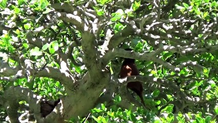 A Day in the Life of Bonsai Iligan - Birds in the Bonsai-2ImLvOiHSxQ