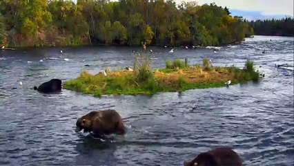 503 And 480 Race To JacuzzI - Katmai National Park - Live Cam Highlight-XKayS4-V0hI