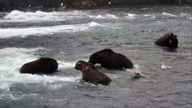 Aggressive Bears in Jacuzzi - Brown Bear Live Cam Highlight 10_07_17-trmlQW1k_4g