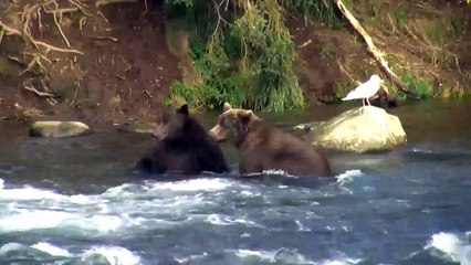 Bear 32 and 474 Fight! - Katmai National Park - Live Cam Highlight-JdaZwt6hztk