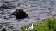 Bear 68 Blows Bubbles - Katmai National Park - Live Cam Highlight-pn_n6ouY--g