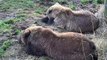 Bear Cubs Take Nap On River Bank (Cute) - Brown Bears Live Cam Highlight 10_18_17-n75VbvMewCw