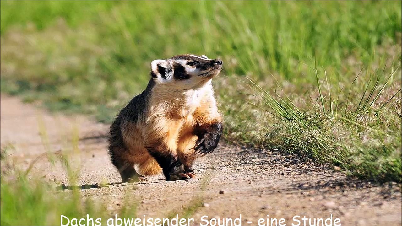 Dachs abweisender Sound - eine Stunde