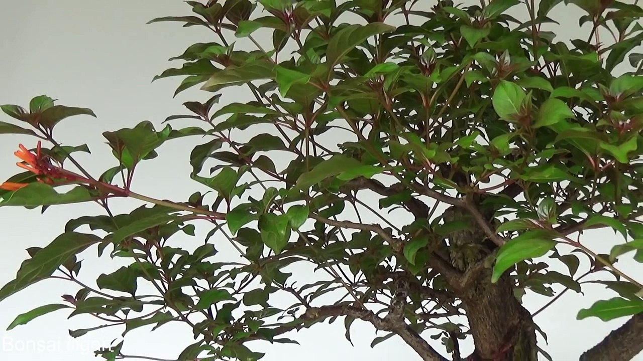 A Day in the Life of Bonsai Iligan - Firebush Update Feb 2017-nlyuavEUdM0
