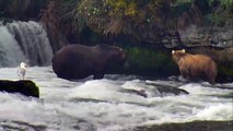 Bears 68 And 719 Fight - Brooks Falls - Live Cam Highlight-dqzHOL50MFw