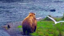 Bears mate then get in quarrel - Brown Bears Live Cam Highlight-QwwqAUKHoqo