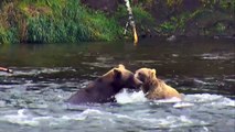 Bears Play - Katmai National Park - Live Cam Highlight-89InN8aqKqQ