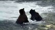 Bromance! Two Brown Bears play fight - Brown Bear Live Cam Highlight-j0evXcpF0VA