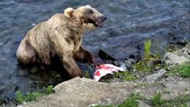 Brown Bears Skins Salmon while Bird Waits for Leftovers - Brown Bear Live Cam Highlight-lOD4IMb5pXw