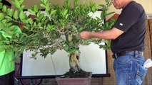 A Day in the Life of Bonsai Iligan - Hollow Premna 2nd Major Pruning-0OWUEkiygwk