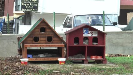 Kedi ve Köpekler Kışı "Ev"Lerinde Geçirecek