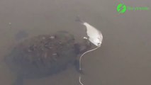 Cette tortue se fait voler son poisson par bien plus gros qu'elle...