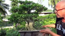 A Day in the Life of Bonsai Iligan - Improving the Embracing Premna-V6MeqDI-xQE
