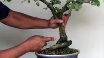 A Day in the Life of Boansai Iligan - Improving the Nebari of a Fruiting Bonsai Barbados Cherry-mGVabmo2FyA
