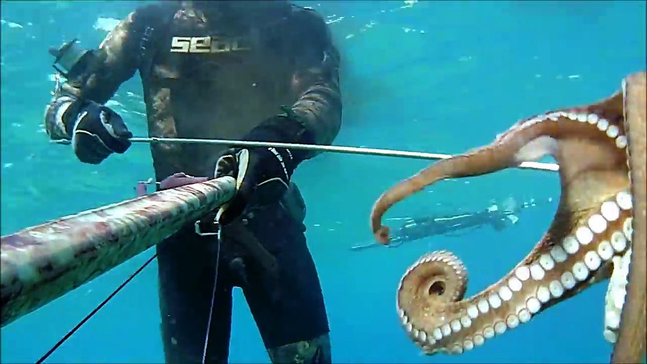 GURITA MONSTER DITEMBAK, KOK BISA....LIHAT VIDEONYA