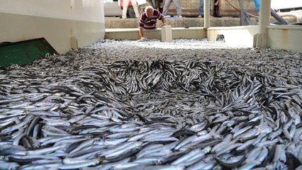 Türkiye'de Hamsi İhracatından 2,7 Milyon Dolar Gelir Elde Edildi